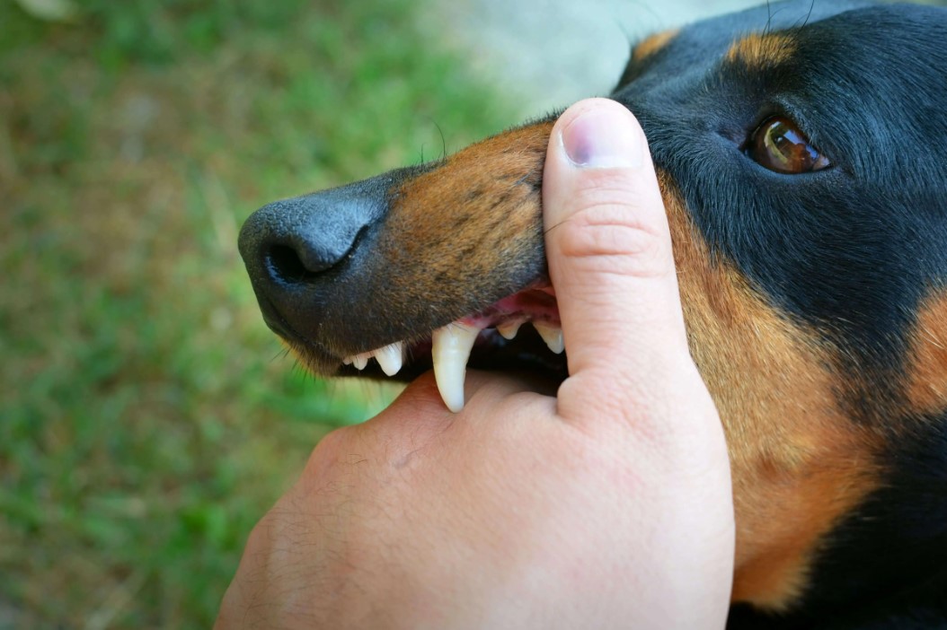 Rabies Adalah: Gejala Rabies dan Pertolongan Pertama