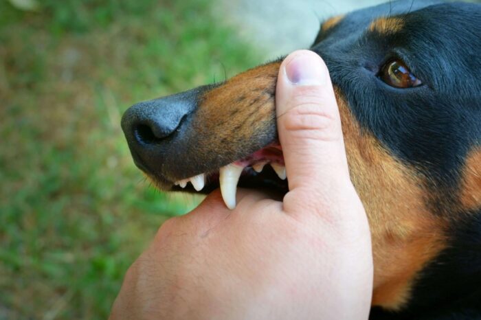 gejala rabies
